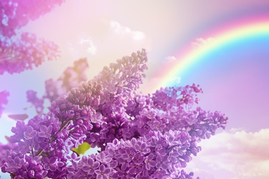 Blossoming lilac and amazing sky with rainbow on background, toned in unicorn colors