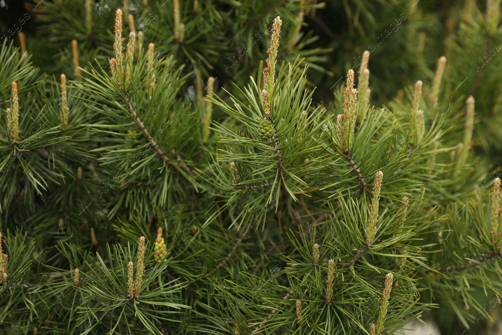 Photo of Pine tree with blossoms outdoors on spring day, closeup