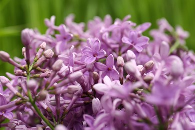 Photo of Beautiful lilac flowers on blurred background, closeup