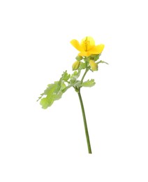 Celandine with yellow flower and green leaves isolated on white