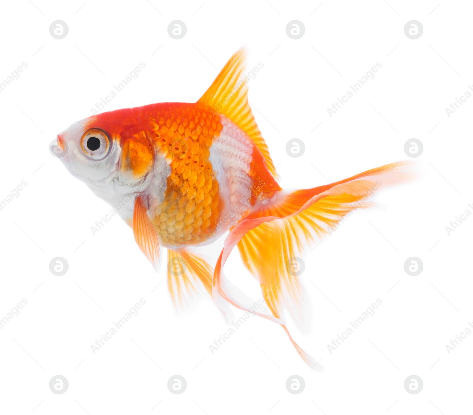 Photo of Beautiful bright small goldfish isolated on white