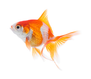 Photo of Beautiful bright small goldfish isolated on white