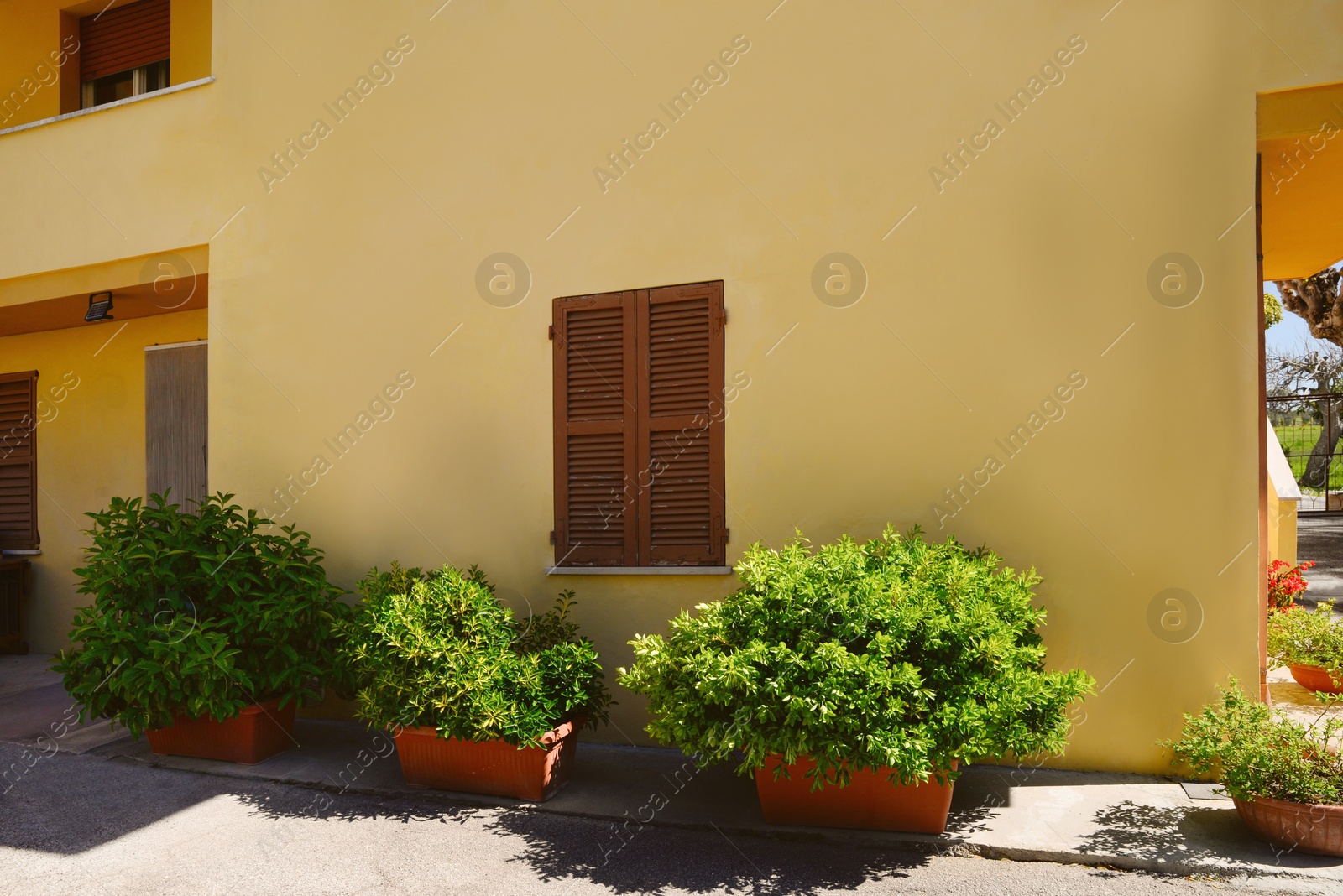 Photo of Beautiful green bushes in plant pots near house on sunny day