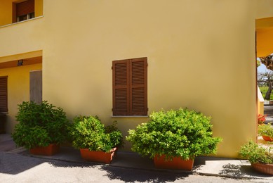 Beautiful green bushes in plant pots near house on sunny day