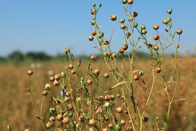 Beautiful flax plants with dry capsules in field on sunny day