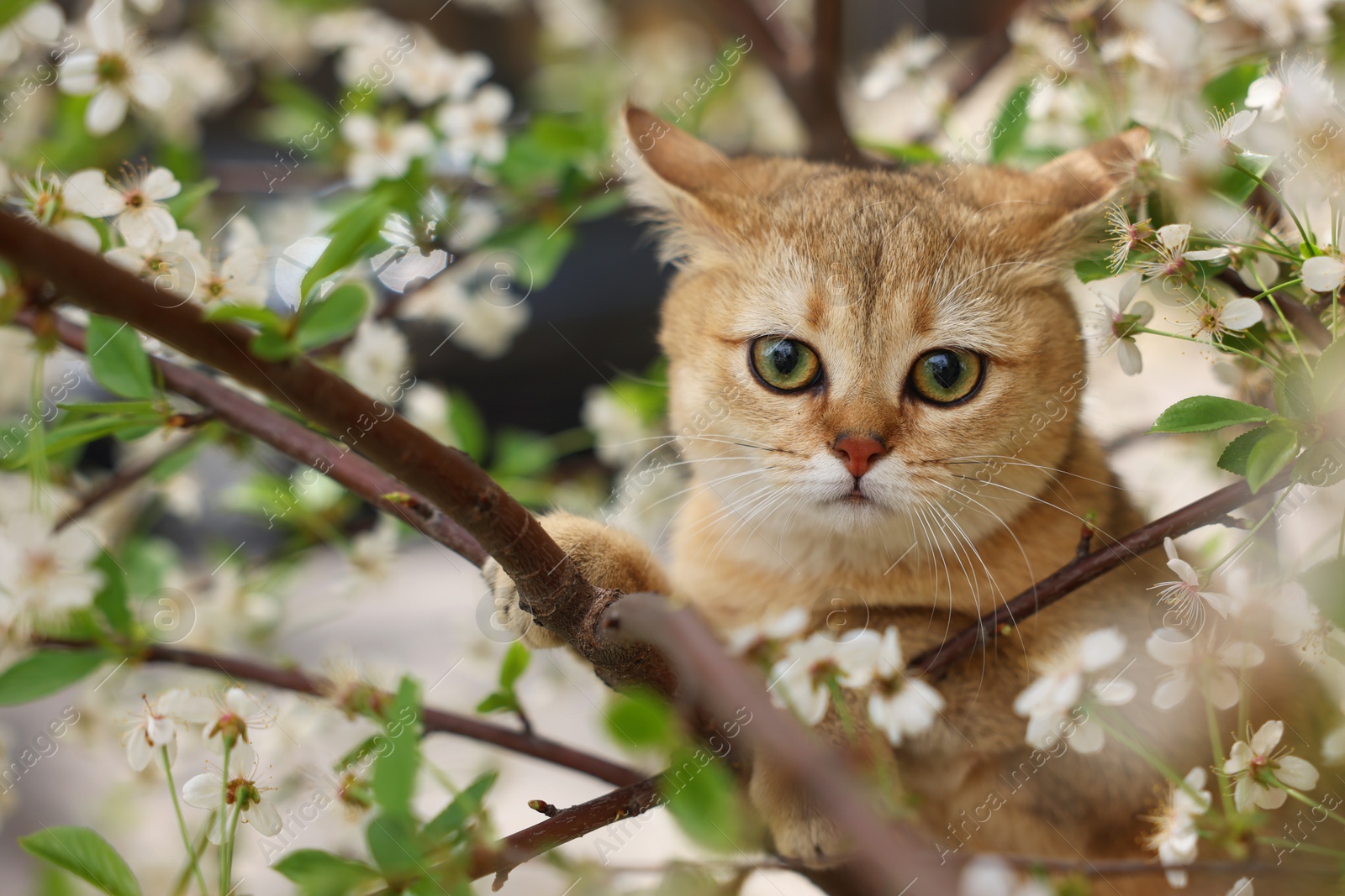 Photo of Cute cat among blossoming spring tree branches outdoors