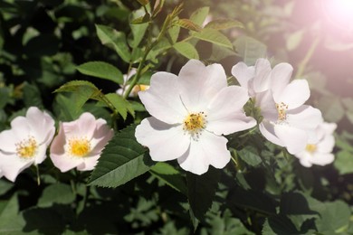 Photo of Beautiful blooming rose hip flowers on bush outdoors