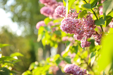 Closeup view of beautiful blooming lilac shrub outdoors