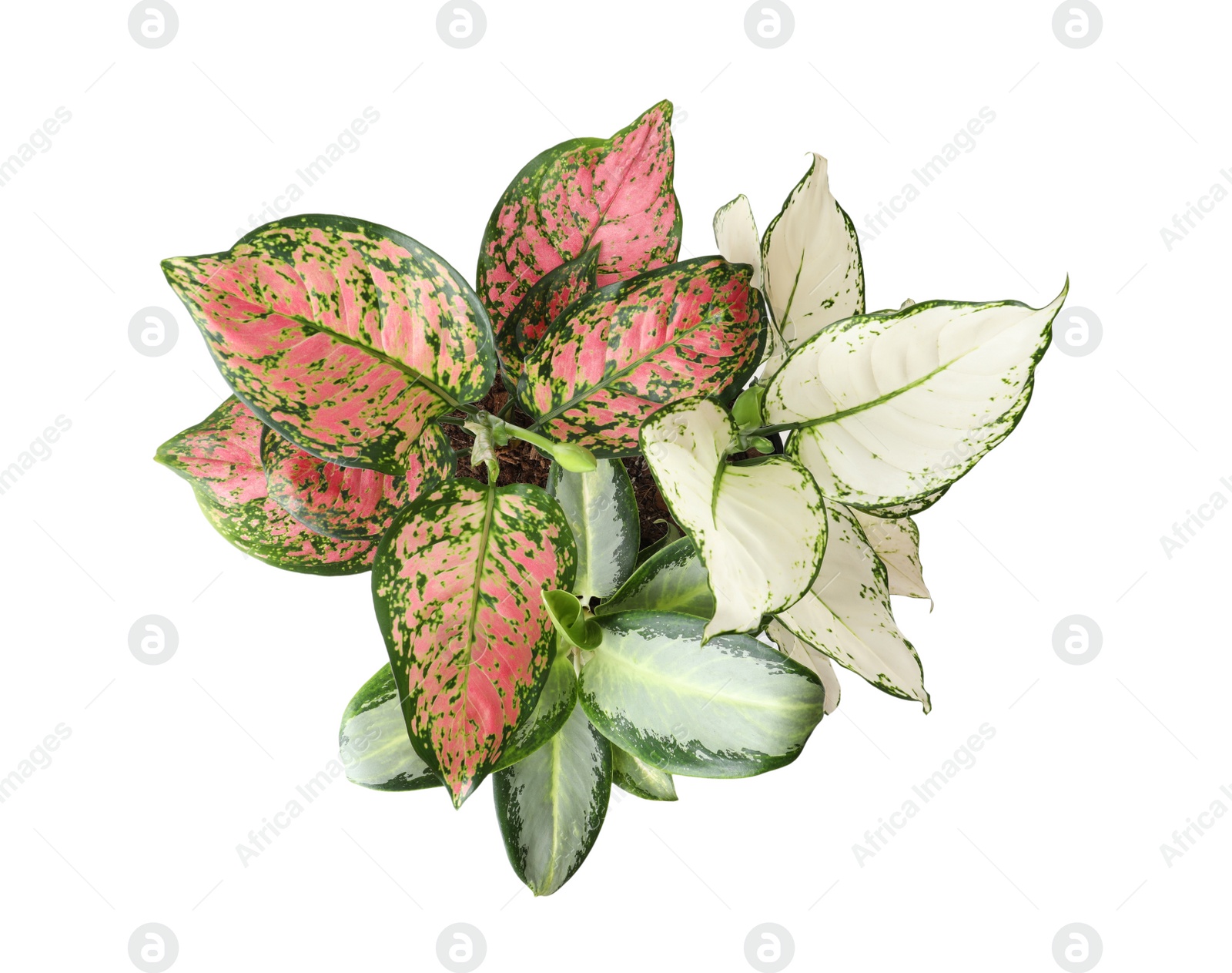 Photo of Beautiful Aglaonema plants isolated on white, top view. House decor
