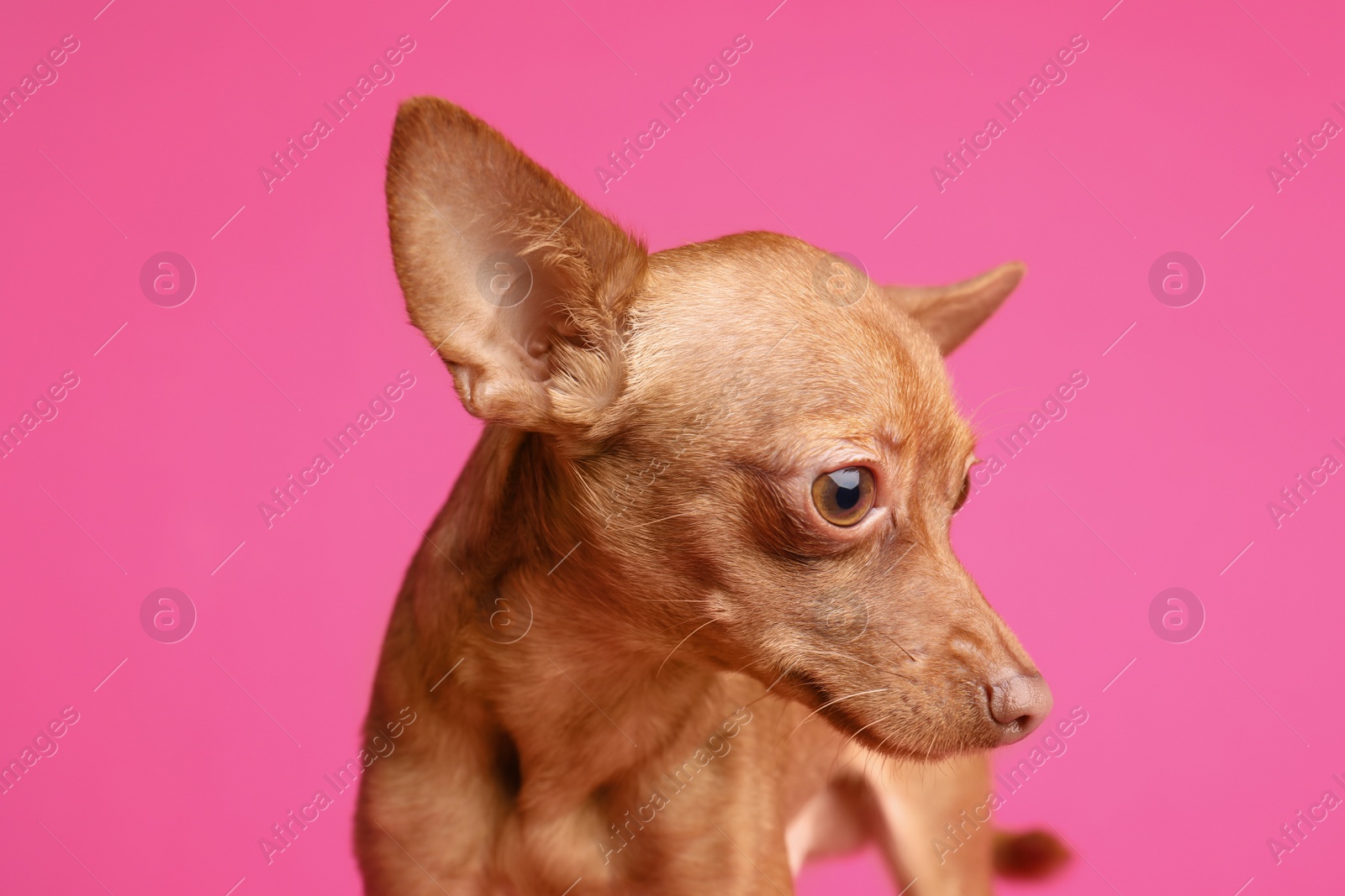 Photo of Cute toy terrier on color background. Domestic dog