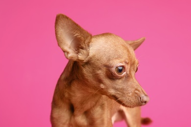 Cute toy terrier on color background. Domestic dog