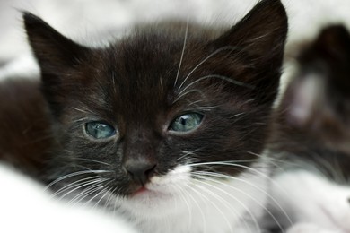 Photo of Cute fluffy baby kitten on blurred background, closeup