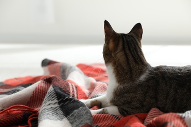 Photo of Adorable cat lying on plaid at home