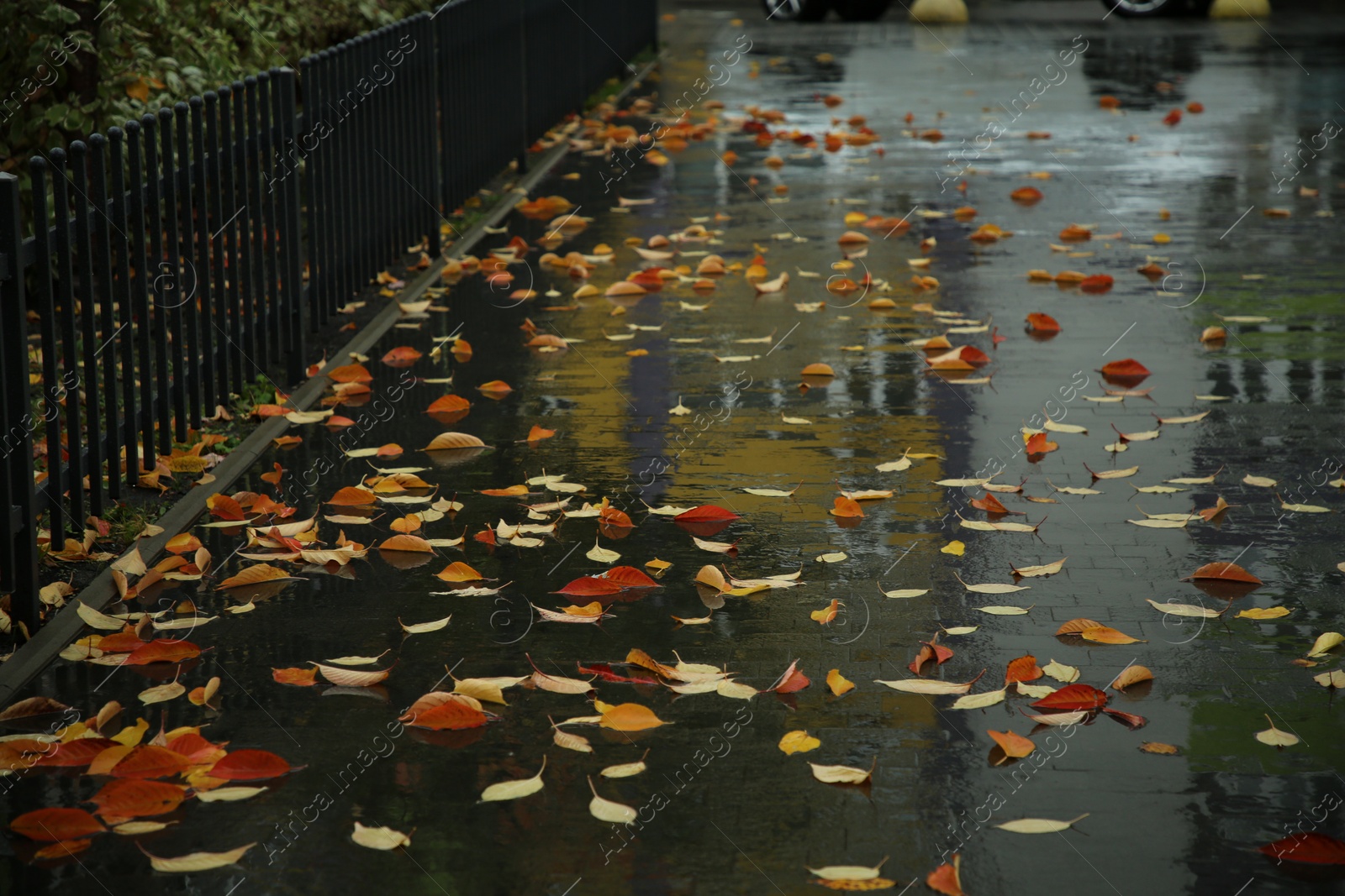 Photo of Fallen leaves on wet pavement on city street after rain