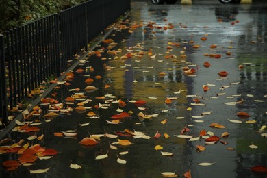 Photo of Fallen leaves on wet pavement on city street after rain