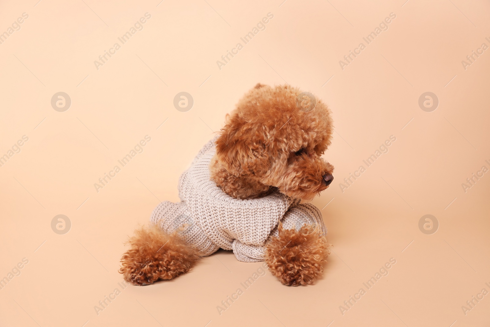 Photo of Cute Maltipoo dog in knitted warm sweater on beige background