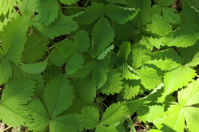 Photo of Many wild strawberry leaves as background, closeup