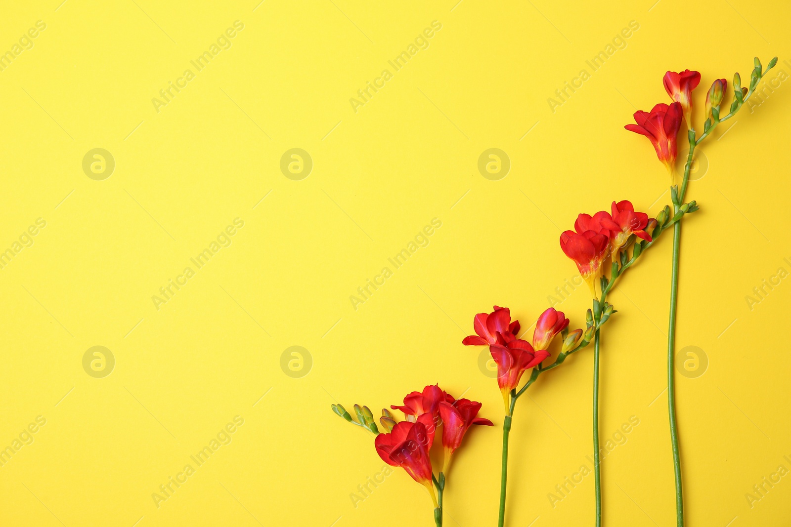 Photo of Beautiful freesia flowers on color background