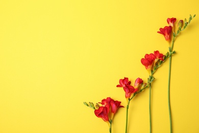 Beautiful freesia flowers on color background