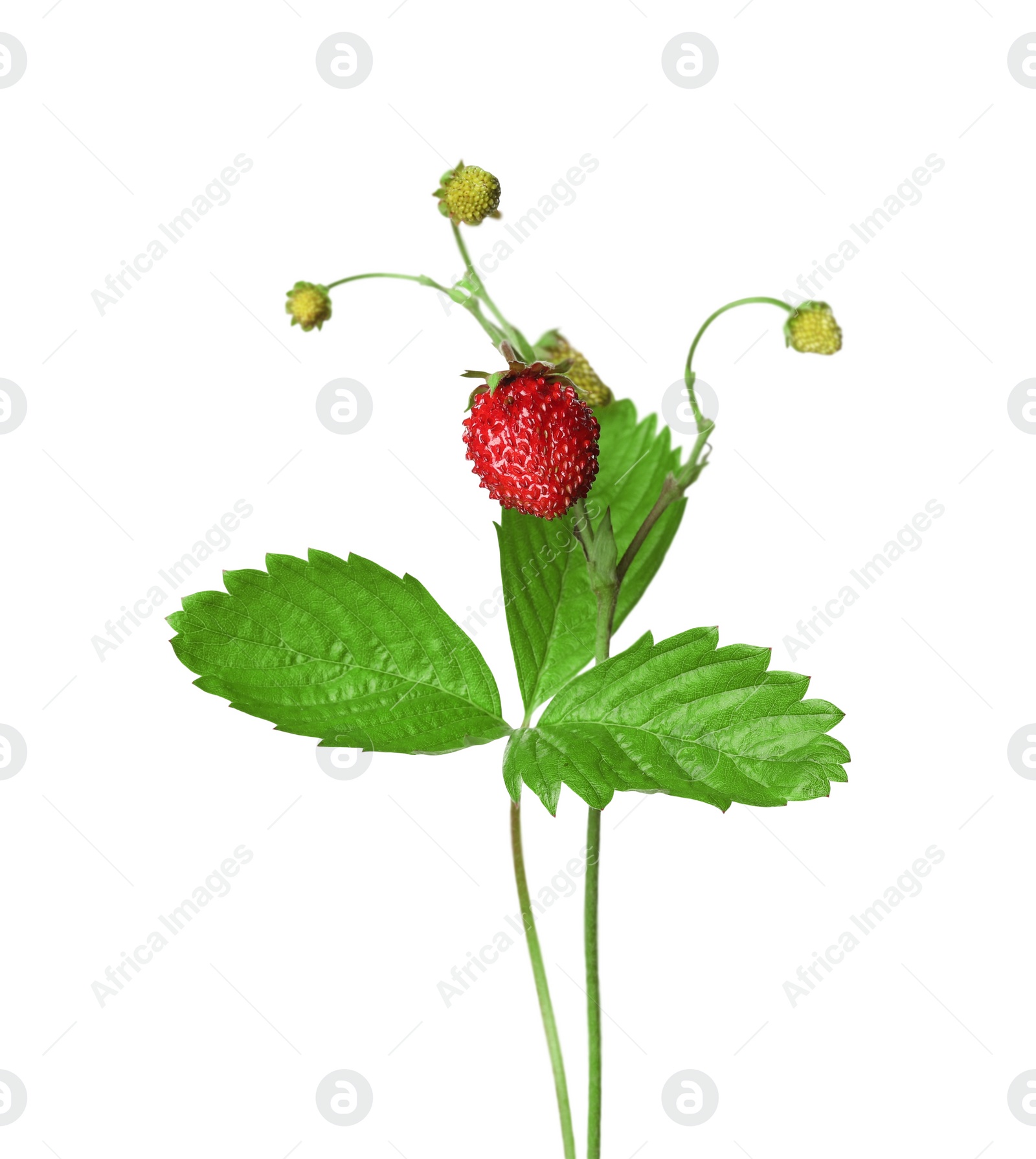 Photo of Stems of wild strawberry with berries and green leaves isolated on white