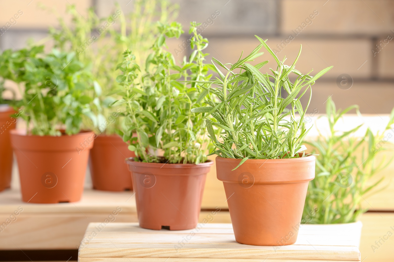 Photo of Pots with fresh rosemary on table against blurred background