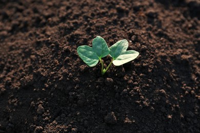 Photo of Beautiful young seedling in ground outdoors, top view