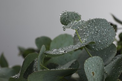 Fresh eucalyptus leaves with dew drops on grey background, closeup. Space for text