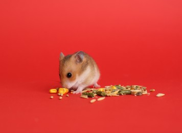 Cute little hamster eating on red background
