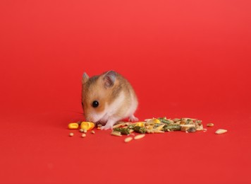 Photo of Cute little hamster eating on red background