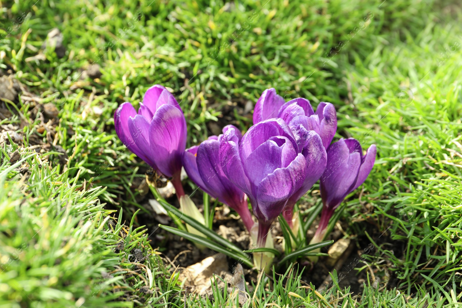 Photo of Beautiful purple crocus flowers growing in garden