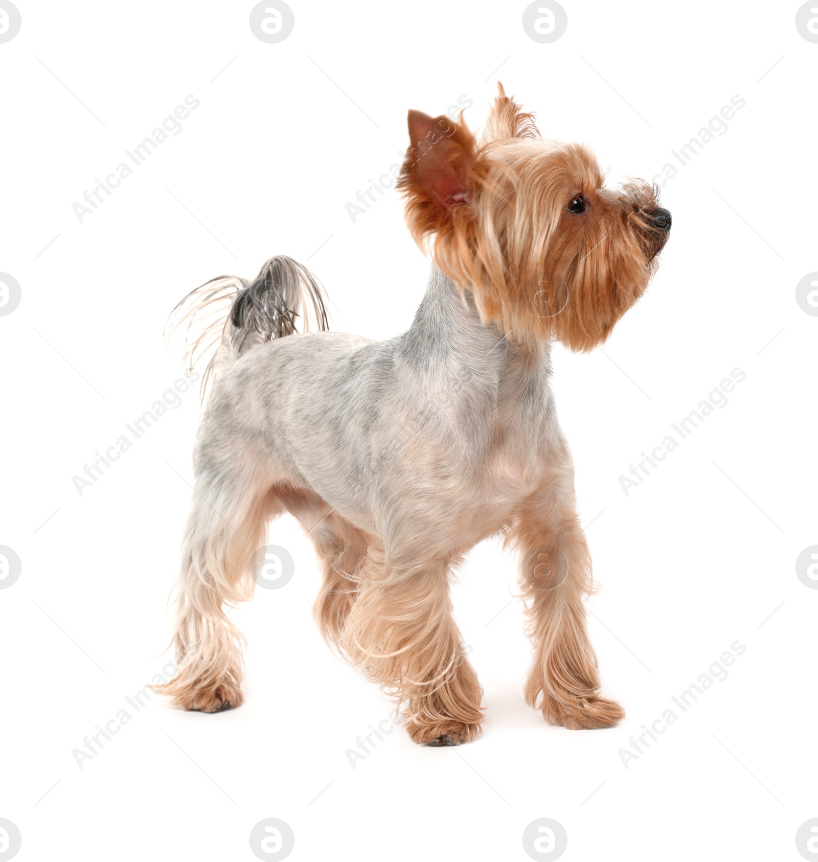 Photo of Adorable Yorkshire Terrier on white background. Cute pet