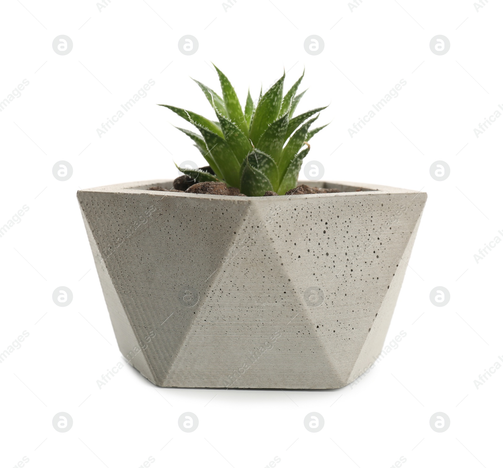 Photo of Succulent plant in concrete pot isolated on white