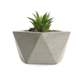 Succulent plant in concrete pot isolated on white