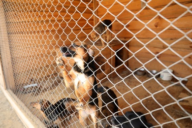 Cage with homeless dogs in animal shelter. Concept of volunteering