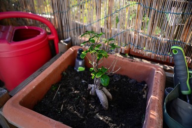 Beautiful bonsai tree growing in large pot