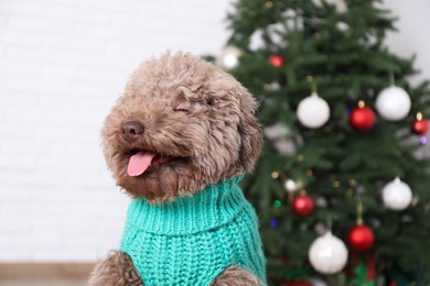 Cute Toy Poodle dog in knitted sweater and Christmas tree indoors, closeup
