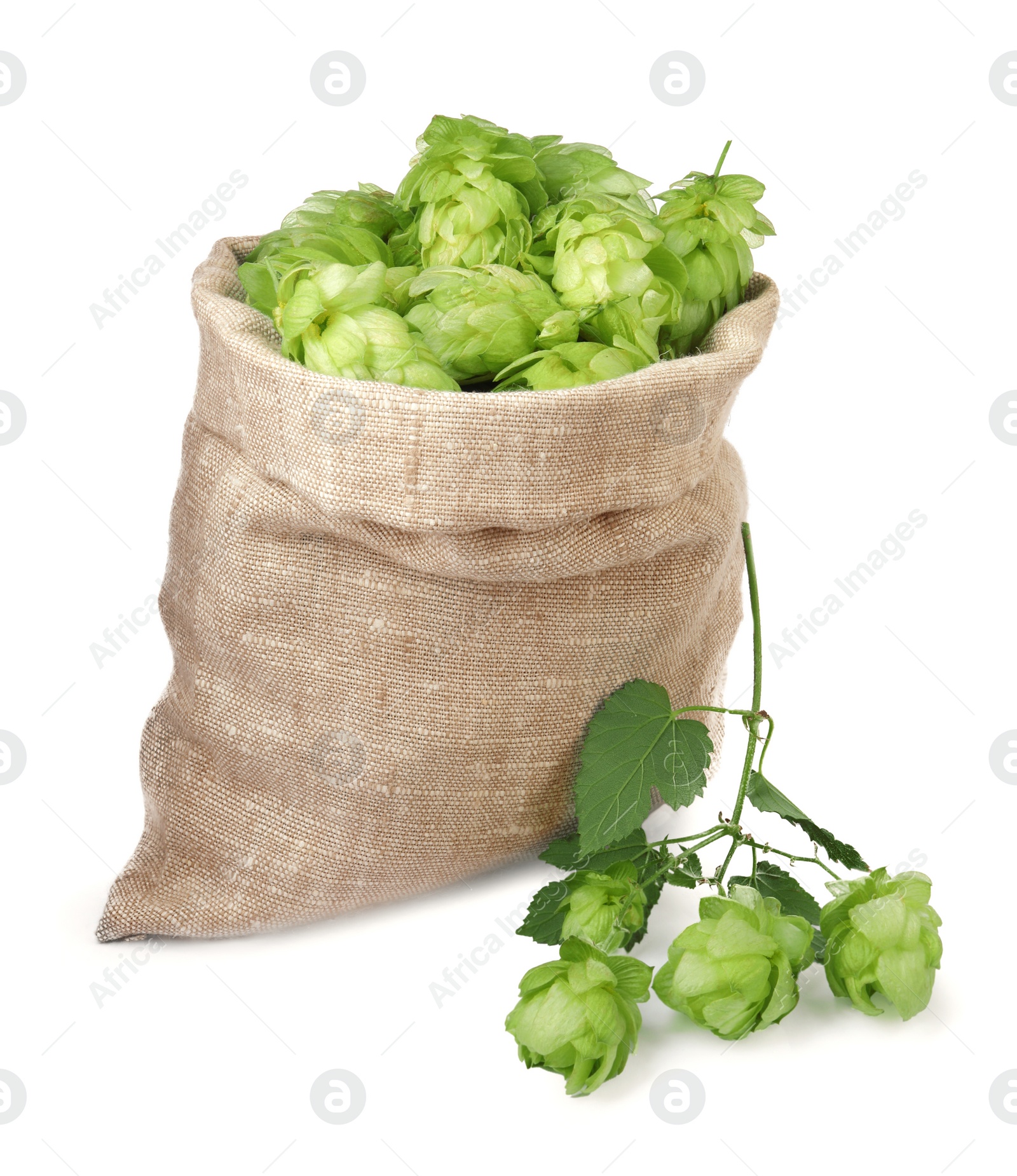 Photo of Sack with fresh green hops on white background