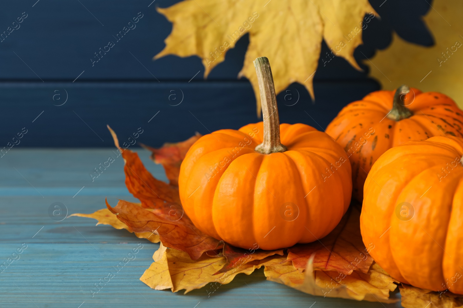 Photo of Fresh ripe pumpkins and dry leaves on turquoise wooden table, closeup. Space for text