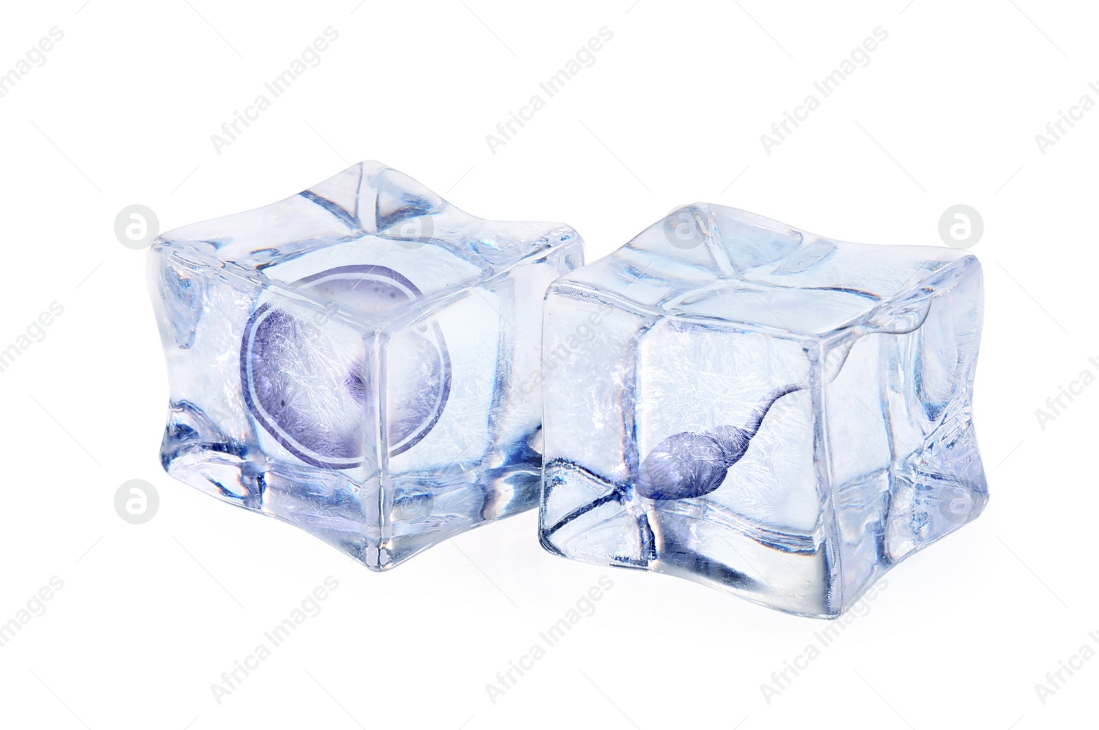 Image of Cryopreservation of genetic material. Ovum and sperm cells in ice cubes on white background