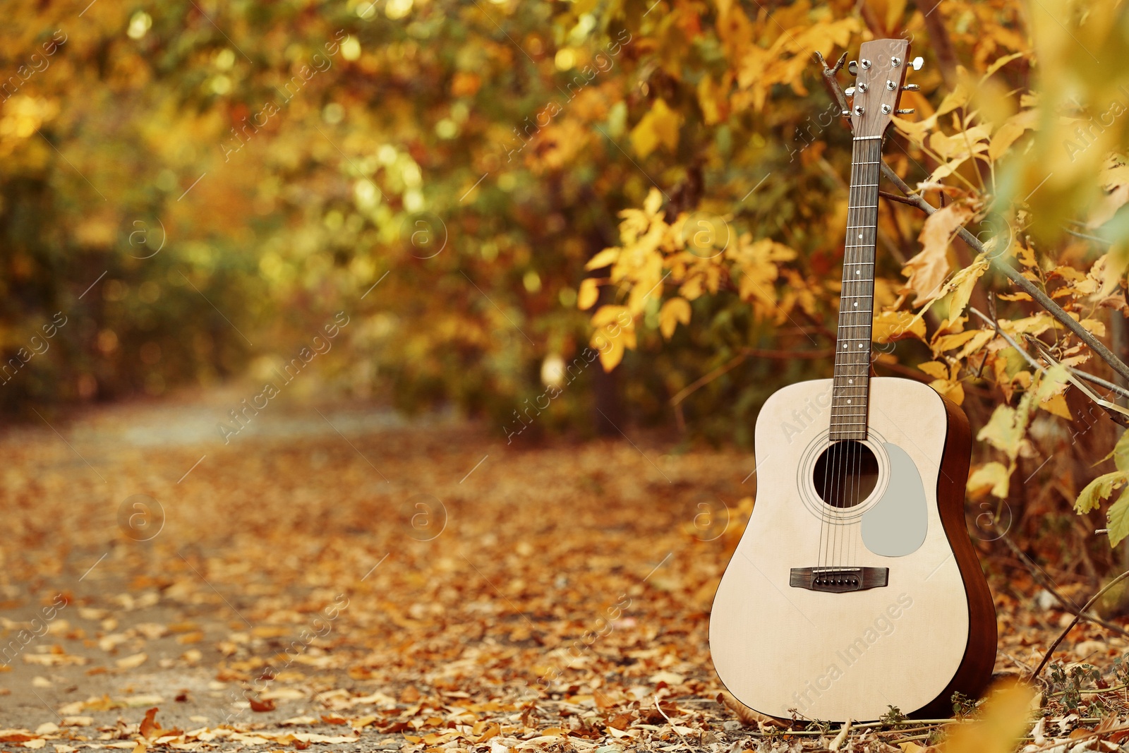 Photo of Modern acoustic guitar in park on sunny day