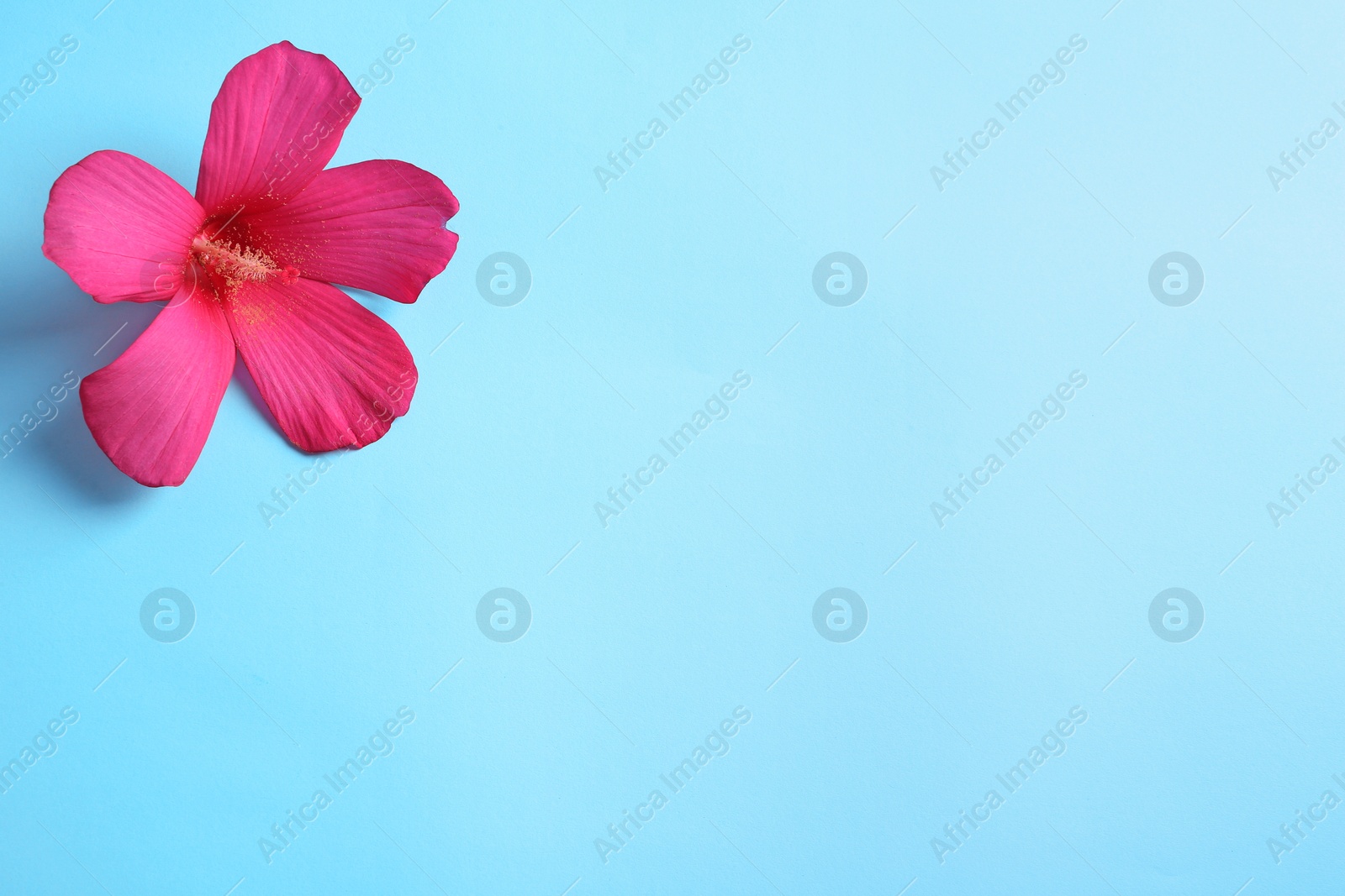 Photo of Beautiful tropical Hibiscus flower on color background with space for design, top view