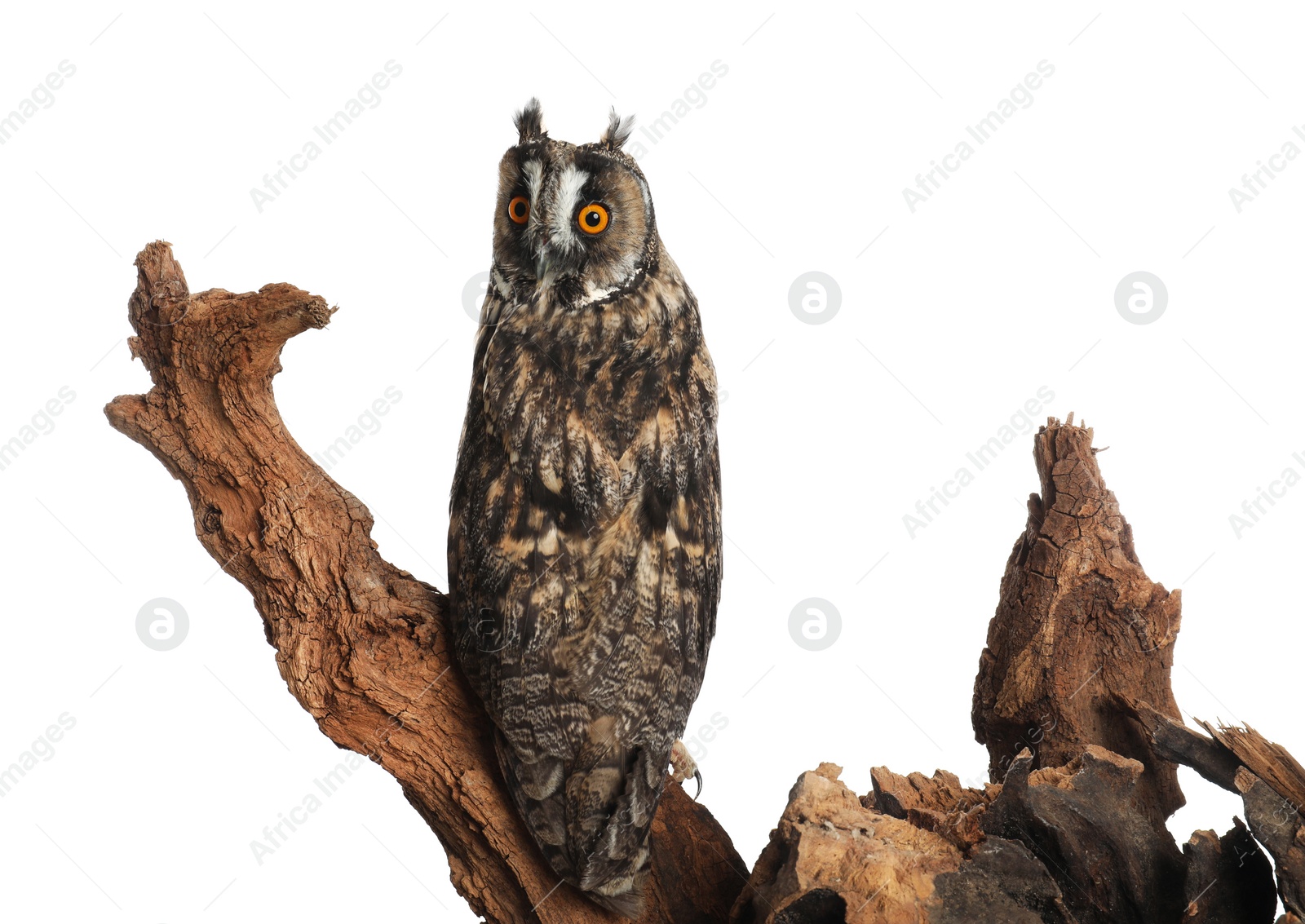 Photo of Beautiful eagle owl on tree against white background. Predatory bird