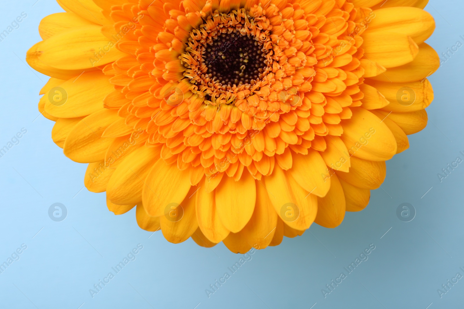 Photo of Beautiful yellow gerbera flower on light blue background, top view