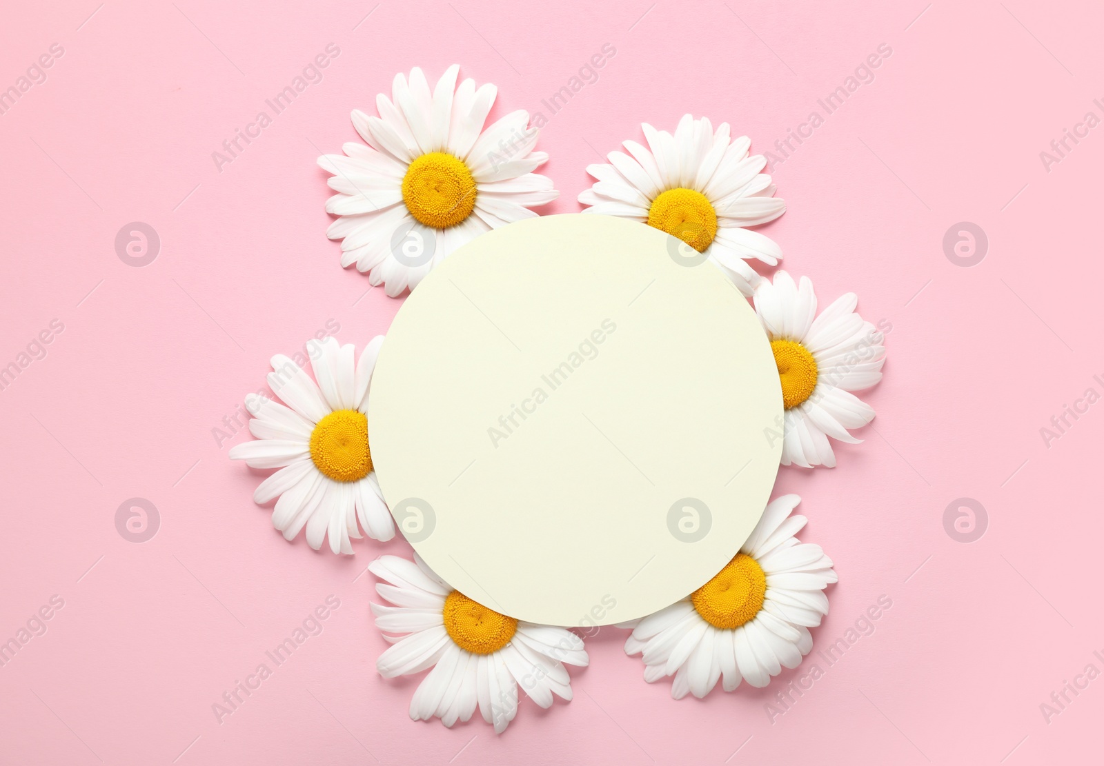 Photo of Beautiful chamomile flowers with empty sheet of paper on pink background, top view. Space for text