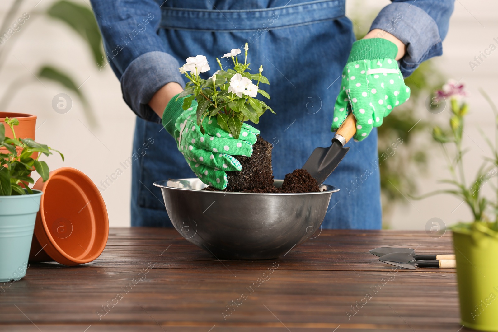 Photo of Woman transplanting houseplants into flower pots at wooden table indoors, closeup