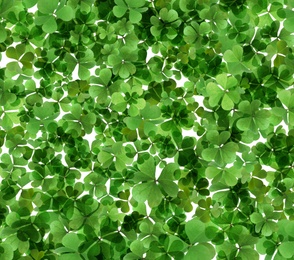 Image of Fresh green clover leaves as background. St. Patrick's Day 