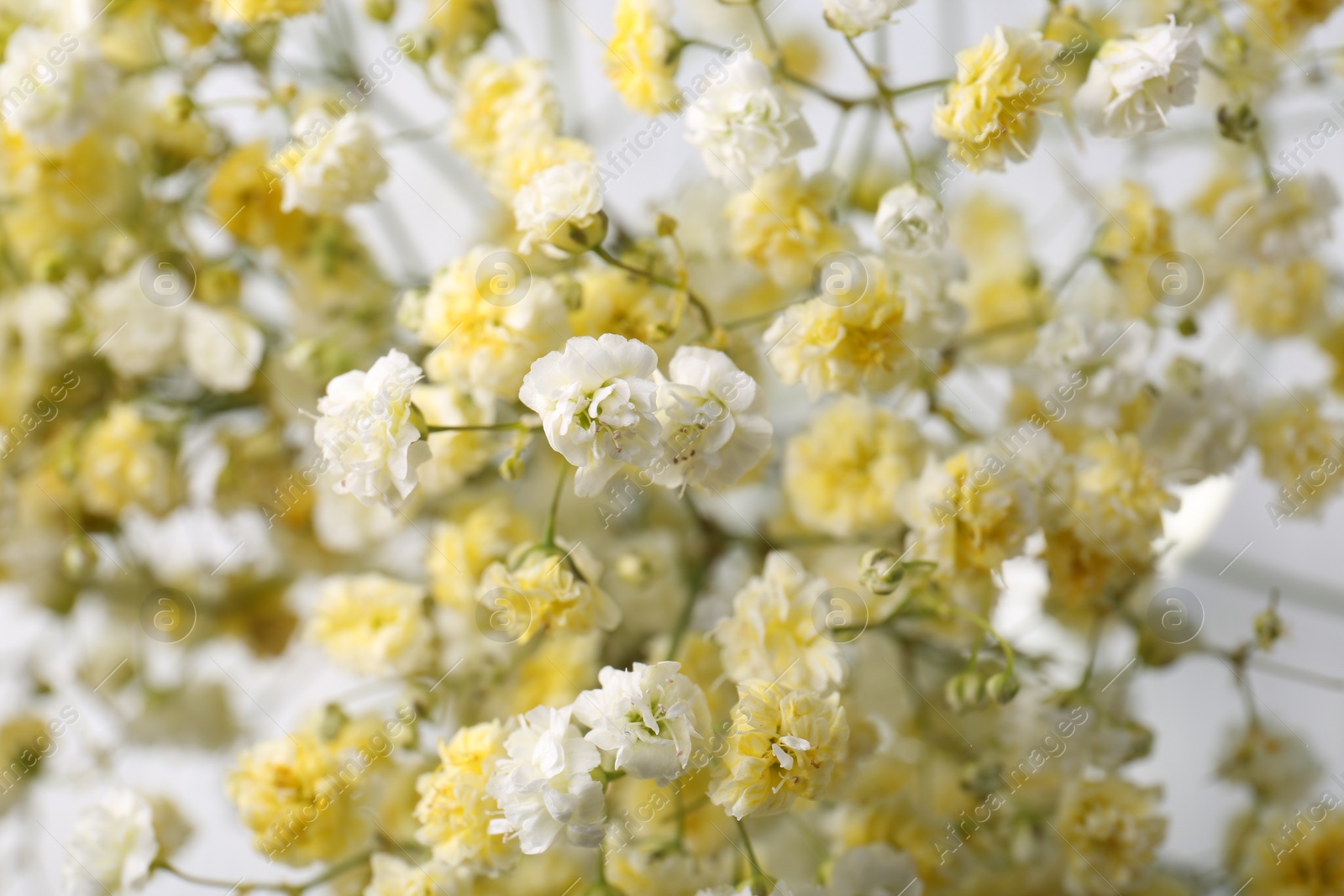 Photo of Many beautiful dyed gypsophila flowers, closeup view