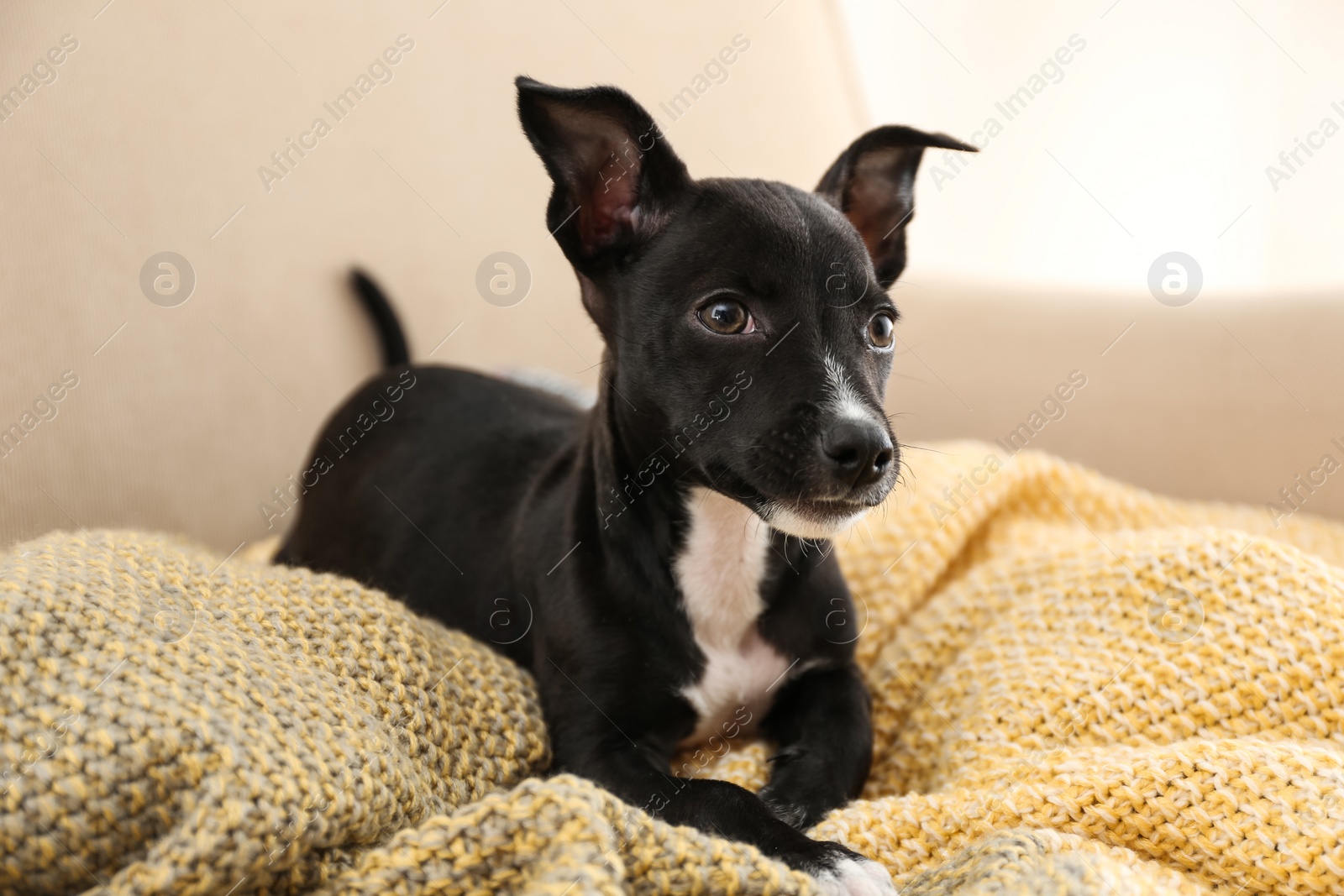 Photo of Cute little puppy on color plaid. Baby animal