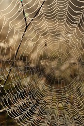 Photo of Empty cobweb in meadow on sunny day, closeup