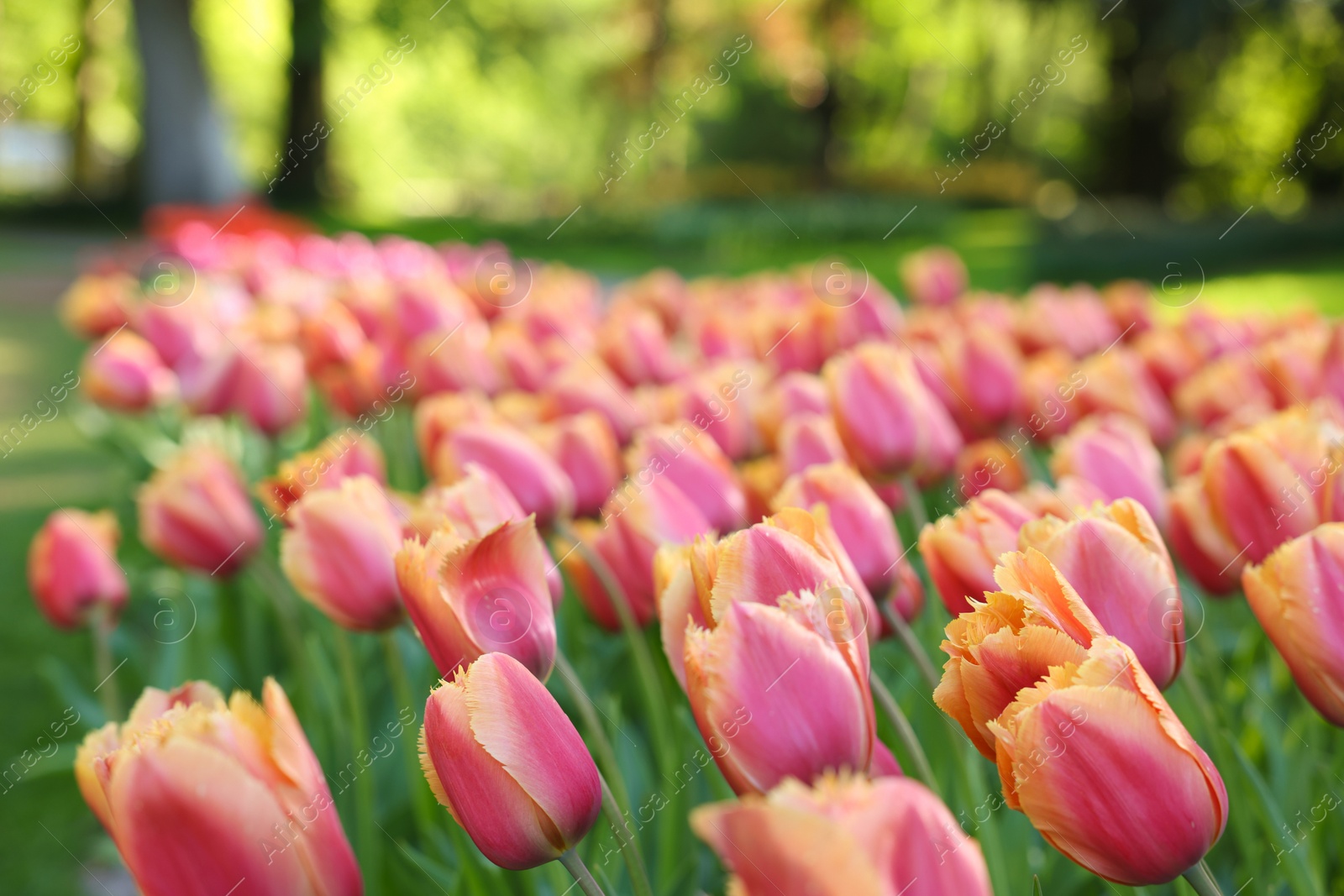 Photo of Many beautiful tulip flowers growing in park, closeup. Spring season